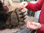 grizzly_claw.jpg